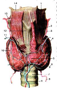  
  Рис. 261. Щитовидная железа (glandula thyroidca). Вид спереди. 1-щито-полъязычная 
  мышца; 2-пирамидальная доля щитовидной железы; 3-верхняя щитовидная артерия; 
  4-левая доля щитовидной железы; 5-перешеек щитовидной железы; 6-нижняя щитовидная 
  вена; 7-трахея; 8-нижняя щитовидная артерия; 9-не-парная щитовидная вена; 10-правая 
  доля щитовидной железы; 11-верхняя щитовидная вена; 12-щитовидный хрящ; 13-всрхняя 
  гортанная артерия; 14-подъязычная кость.
  Fig. 261. Щитовидная железа. Вид спереди.
  1-m.thyrohyoideus; 2-lobus pyramidalis; 3-a. thyreoidea superior; 4-lobus sinister; 
  5-isthmus glandulae thyreohyoideae; 6-v. thyreoidea
  inferior; 7-trachea; 8-a. thyreoidea inferior; 9-v. thyreoidea ima; 10-lobus 
  dexter; 11-v. thyreoidea superior; 12-cartilago
  thyreoidea; 13-a. laryngea superior; 14-os hyoideum.
  Fig. 261. Thyroid gland.
  Anterior aspect. 1-thyrohyoid muscle; 2-pyramidal lobe of thyroid gland; 3-superior 
  thyroid artery; 4-left lobe of thyroid gland; 5-isthmus of thyroid gland; 6-inferior 
  thyroid vein; 7-trachea; 8-inferior thyroid artery; 9-impaired thyroid vein; 
  10-right lobe of thyroid gland; II-superior thyroid vein; 12-thyroid cartilage; 
  13-superior laryngeal artery; 14-hyoid bone.